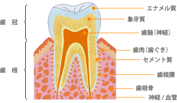 歯の構造